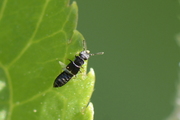 Anotylus