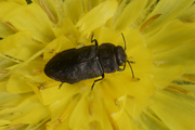 Anthaxia helvetica