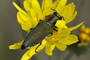 Anthaxia hungarica