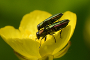 Anthaxia nitidula