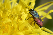 Anthaxia salicis