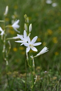 Anthericum liliago