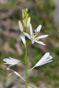 Anthericum liliago