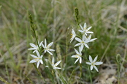Anthericum liliago