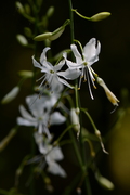 Anthericum ramosum