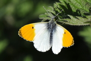 Anthocharis cardamines