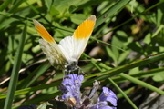Anthocharis cardamines