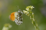 Anthocharis cardamines