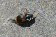 Anthocomus equestris