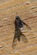 Anthrax trifasciatus