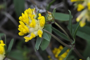 Anthyllis vulneraria