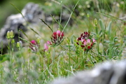 Anthyllis vulneraria