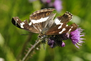 Apatura iris
