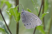 Aphantopus hyperantus