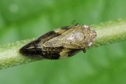 Aphrophora alni