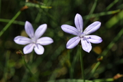Aphyllanthes monspeliensis