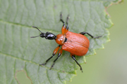 Apoderus coryli