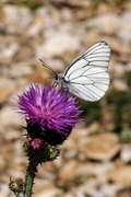 Aporia crataegi