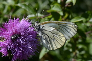 Aporia crataegi