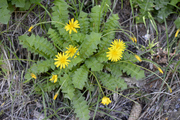 Aposeris foetida