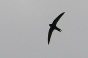 Apodiformes