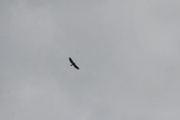 Aquila chrysaetos