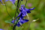Aquilegia vulgaris