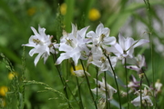Aquilegia vulgaris
