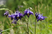 Aquilegia vulgaris