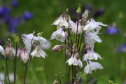 Aquilegia vulgaris