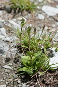 Arabis ciliata