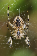 Araneus diadematus