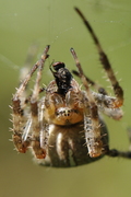 Araneus diadematus