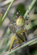 Araneus quadratus