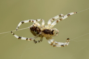 Araneus quadratus