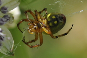 Araniella alpica