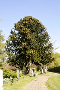 Araucaria araucana