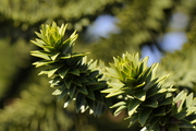 Araucaria araucana