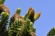 Araucaria araucana