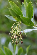 Arbutus unedo