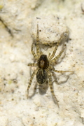 Arctosa