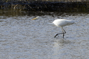 Ardea alba