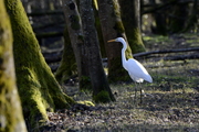 Pelecaniformes