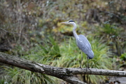 Ardea cinerea
