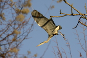Ardea cinerea