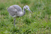 Ardea cinerea