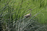 Ardea pupurea
