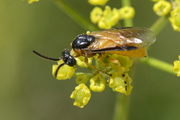 Arge ochropus