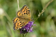 Argynnis aglaja