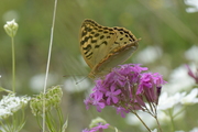 Argynnis pandora